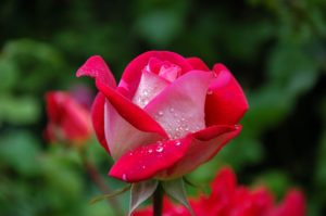 Gartengestaltung Spätsommer Rose blühen