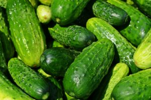 cucumbers Gurke Gewächshaus